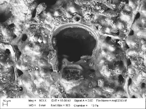 Schizomavella cuspidata (Hincks, 1880) - Schizomavella_cuspidata_msj02383