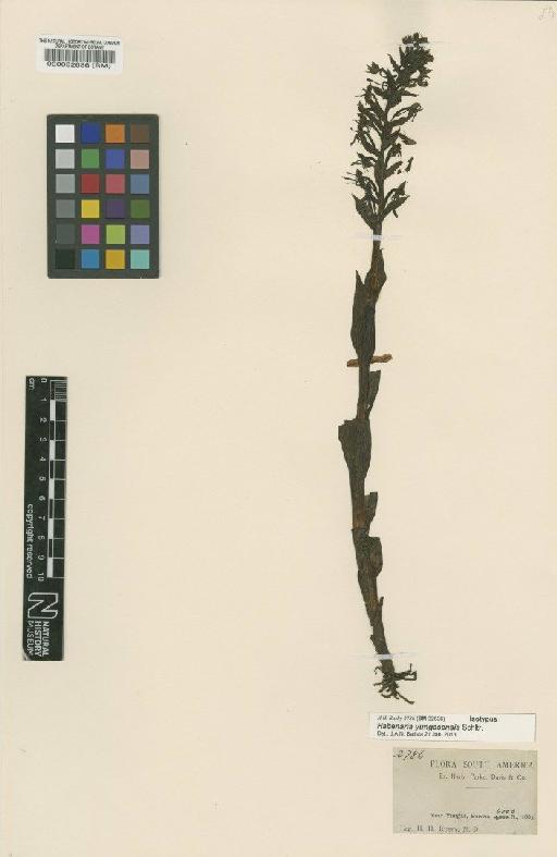 Habenaria yungasensis Schltr. - BM000032636
