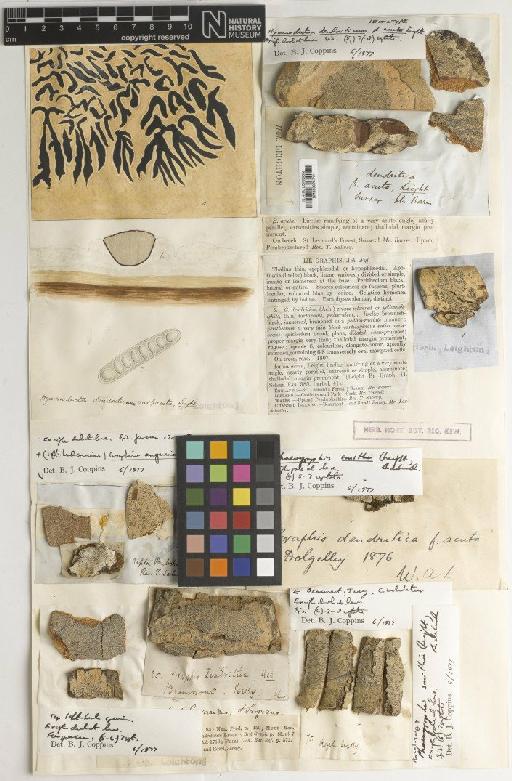 Phaeographis dendritica (Ach.) Müll.Arg. - BM000975711