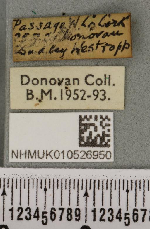 Nyctobrya muralis ab. pallida Tutt, 1888 - NHMUK_010526950_label_580744