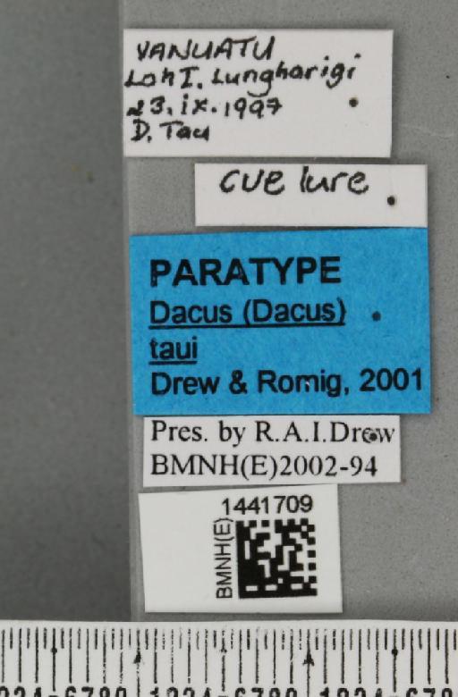 Dacus (Neodacus) taui Drew & Romig, 2001 - BMNHE_1441709_label_38354