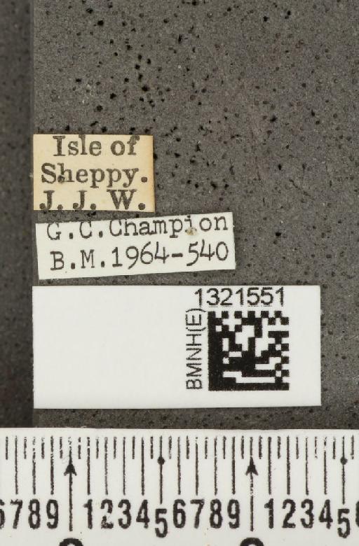 Epitrix pubescens (Koch, J.D.W., 1803) - BMNHE_1321551_label_11827