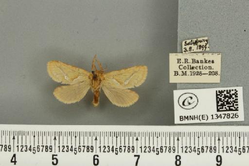Korscheltellus lupulina ab. senex Pfitzner, 1912 - BMNHE_1347826_186351