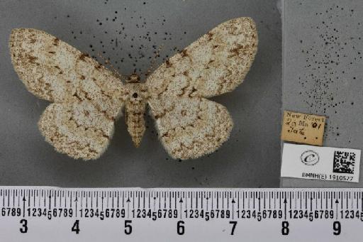 Hypomecis punctinalis (Scopoli, 1763) - BMNHE_1910527_479689