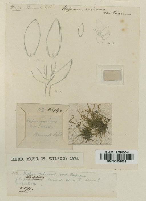 Fallaciella gracilis (Hook.f. & Wilson) H.A.Crum - BM000851002