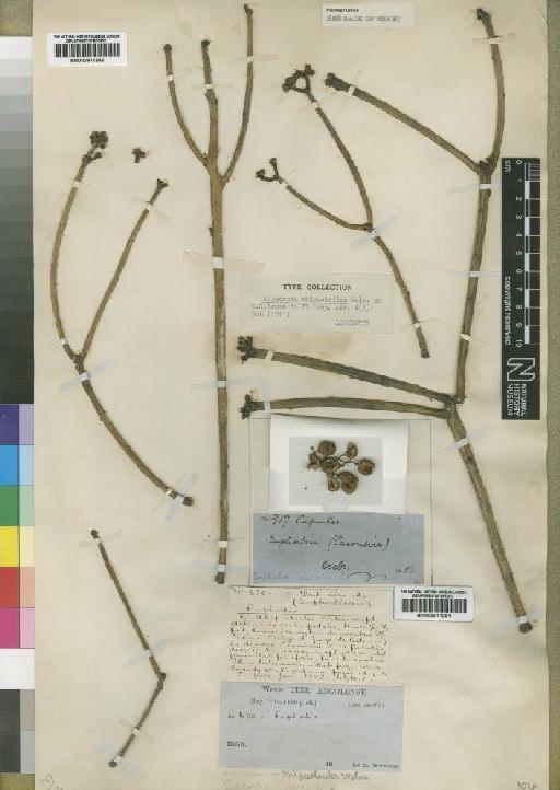 Euphorbia rhipsaloides - BM000911262