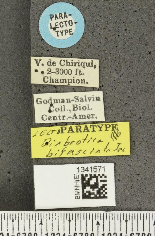 Gynandrobrotica bifasciata (Jacoby, 1887) - BMNHE_1341571_label_23629