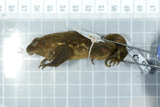 Bufo langanoensis - Image of specimen 1975.1172  See registrations from file name, labels and catalogue record 1975.1172-1176, & 1975.1172