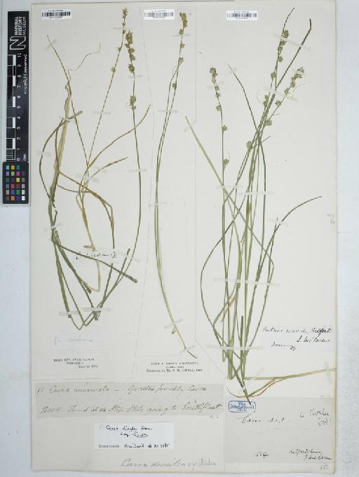 Carex divulsa subsp. divulsa Stokes - BM001165685
