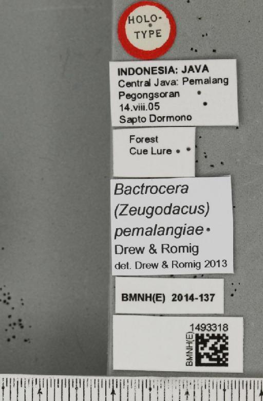 Bactrocera (Zeugodacus) pemalangiae Drew & Romig, 2013 - BMNHE_1493318_label_44215
