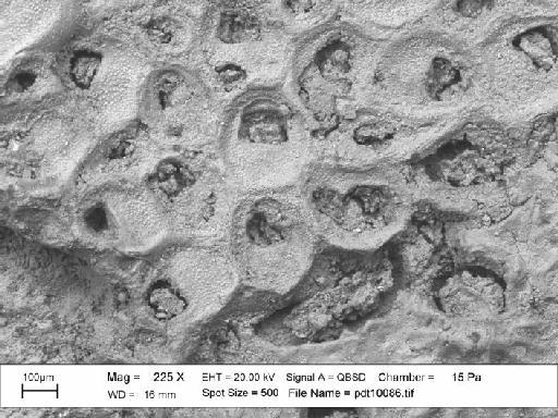 Onychocella Jullien, 1882 - SEM photograph pdt 10086