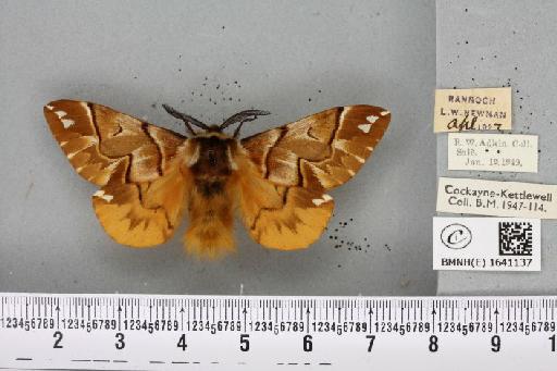 Endromis versicolora (Linnaeus, 1758) - BMNHE_1641137_202915