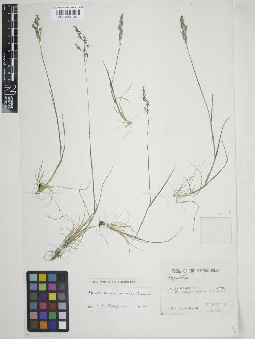 Agrostis vinealis Schreb. - 015148090