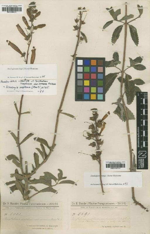 Sinningia warmingii (Hieron.) Chatems - BM000992262