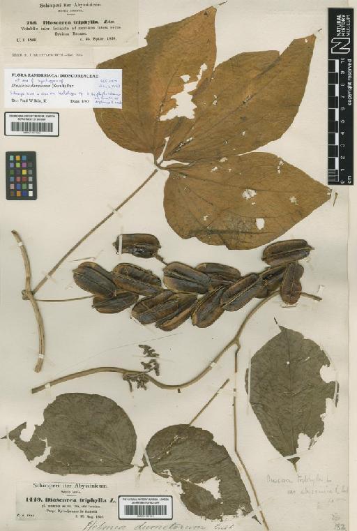 Dioscorea dumetorum (Kunth) Pax - BM001191161