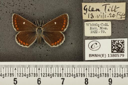 Aricia artaxerxes artaxerxes (Fabricius, 1793) - BMNHE_1380579_177253