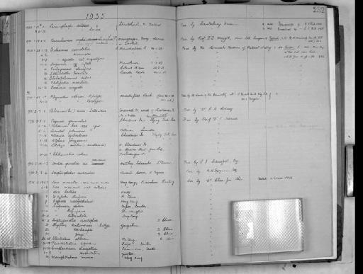 Ilyoplax pingi subsection Thoracotremata section Eubrachyura Shen, 1932 - Zoology Accessions Register: Crustacea: 1905 - 1935: page 232