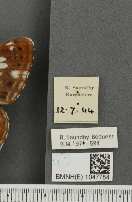 Limenitis camilla (Linnaeus, 1764) - BMNHE_1047784_label_42755