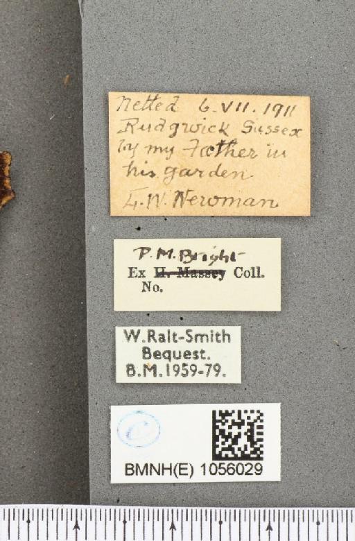 Aglais urticae ab. nigricaria Lambillion, 1902 - BMNHE_1056029_label_45324