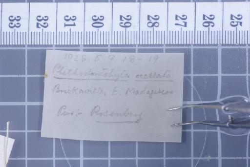 Plethodontohyla ocellata Noble and Parker,  1926 - 1947.2.10.52-pic5