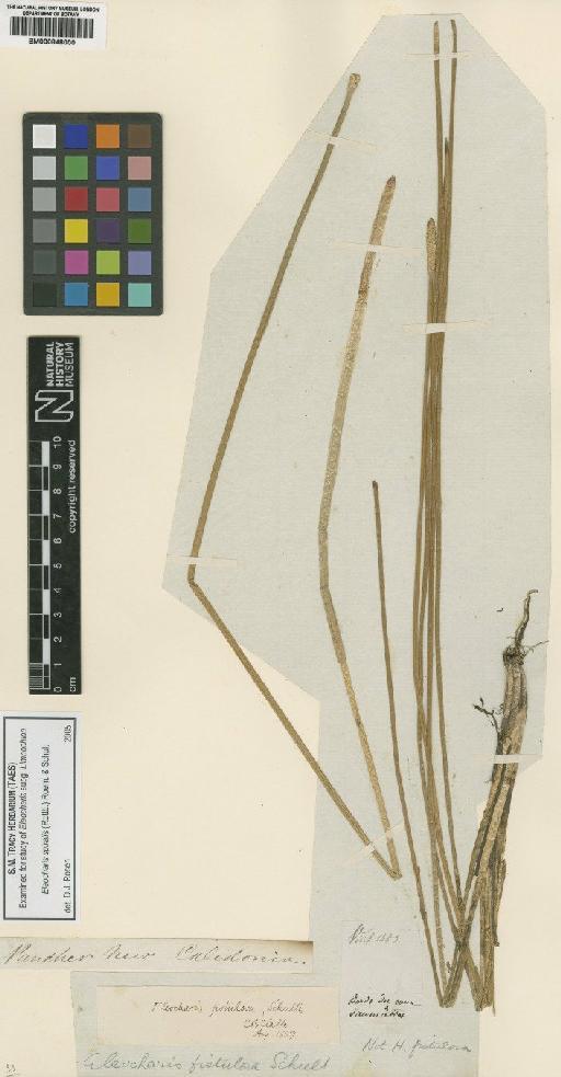 Eleocharis spiralis (Rottb.) Roem. & Schult. - BM000848000