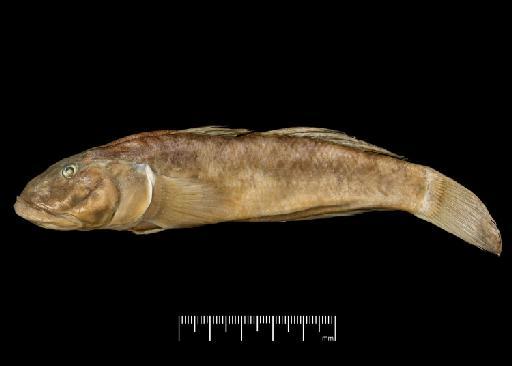 Gobius jayakari Boulenger, 1888 - BMNH 1887.11.11.234-237, SYNTYPE, Gobius jayakari c