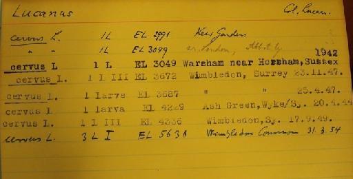 Lucanus cervus (Linnaeus, 1758) - Lucanus cervus _card index_ van Emden