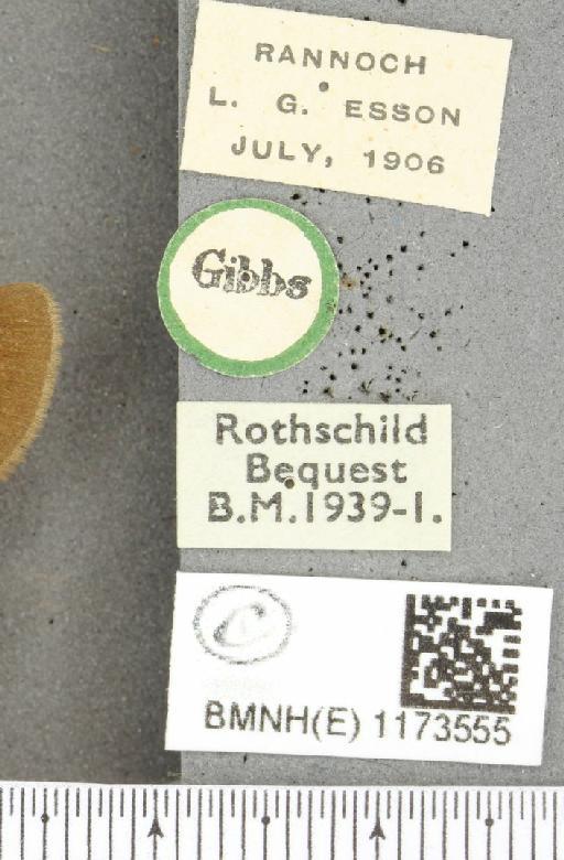 Erebia epiphron mnemon f. scotica Cooke, 1943 - BMNHE_1173555_label_29466