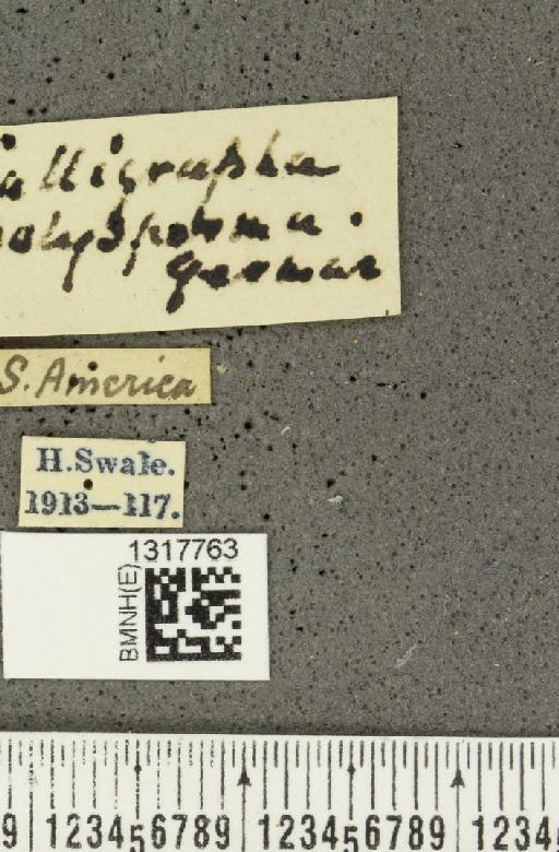 Calligrapha (Calligrapha) polyspila (Germar, 1821) - BMNHE_1317763_label_17495