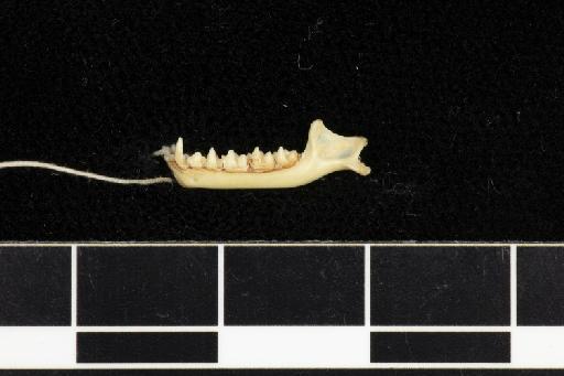 Hipposideros calcaratus - 1877_7_18_13-Phyllorhina_calcarata-Type-Skull-mandible-lateral