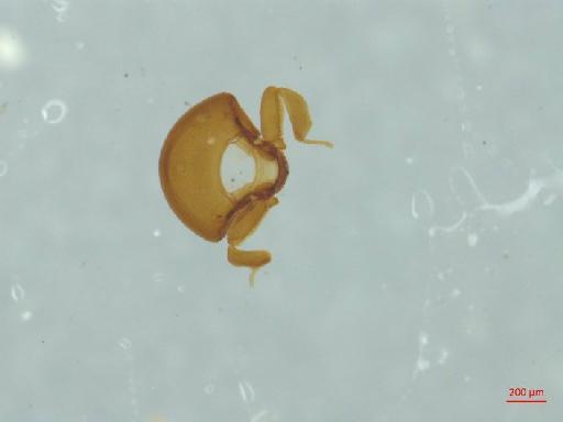 Histeridae Gyllenhal, 1808 - 010189969___3