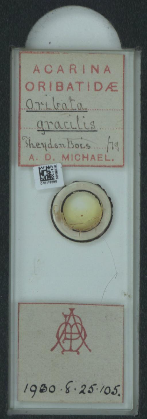 Oribata gracilis A.D. Michael, 1884 - 010118598_128145_548592