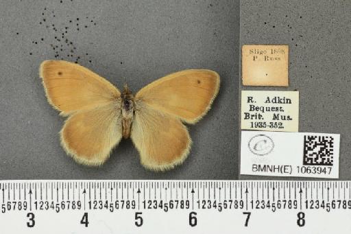 Coenonympha pamphilus ab. brunnescens Leeds, 1950 - BMNHE_1063947_25061