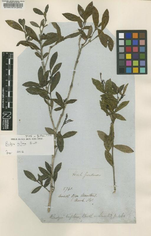 Rudgea triflora Benth. - BM000043438
