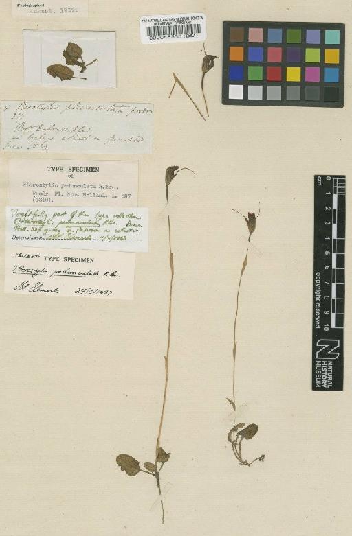Pterostylis pedunculata R.Br. - BM000048333