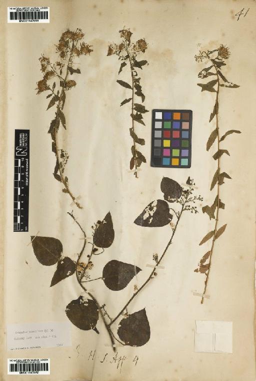 Cocculus carolinus (L.) DC. - BM001047060