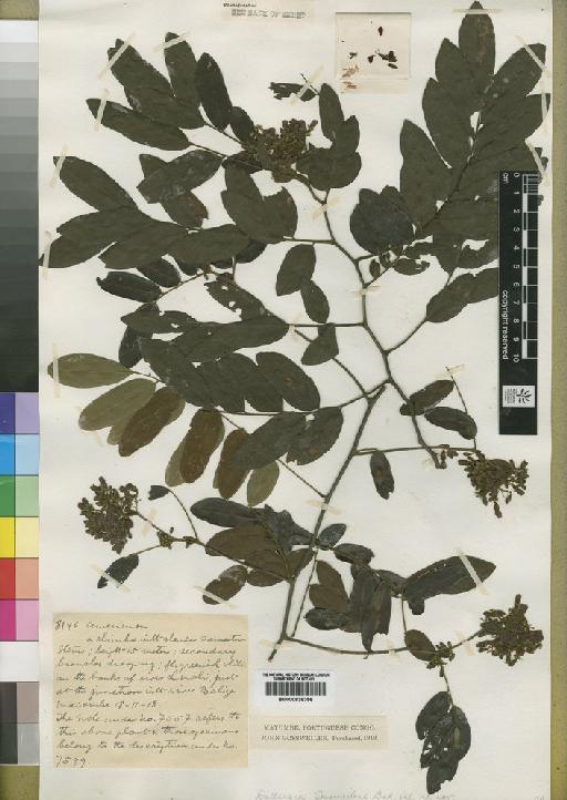 Dalbergia gossweileri Baker f. - BM000838356