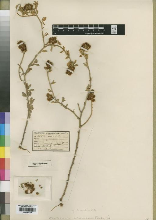 Crotalaria abbreviata Baker f. - BM000843445