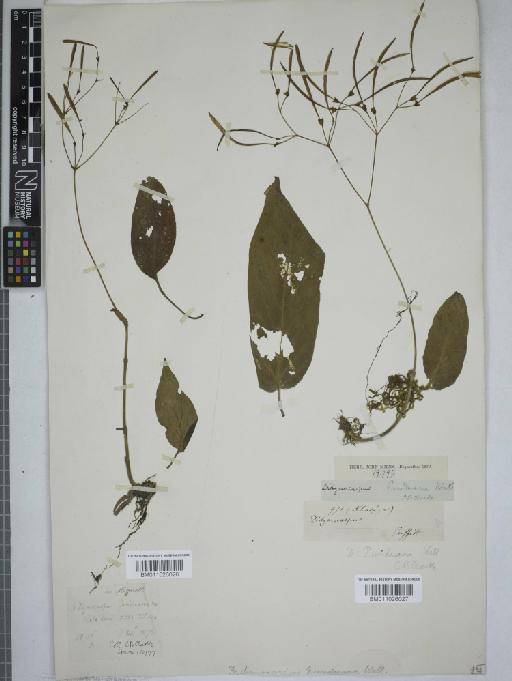 Didymocarpus punduanus - 011026027
