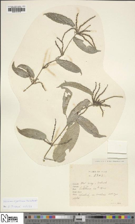 Dioscorea oryzetorum Prain & Burkill - BM001049739