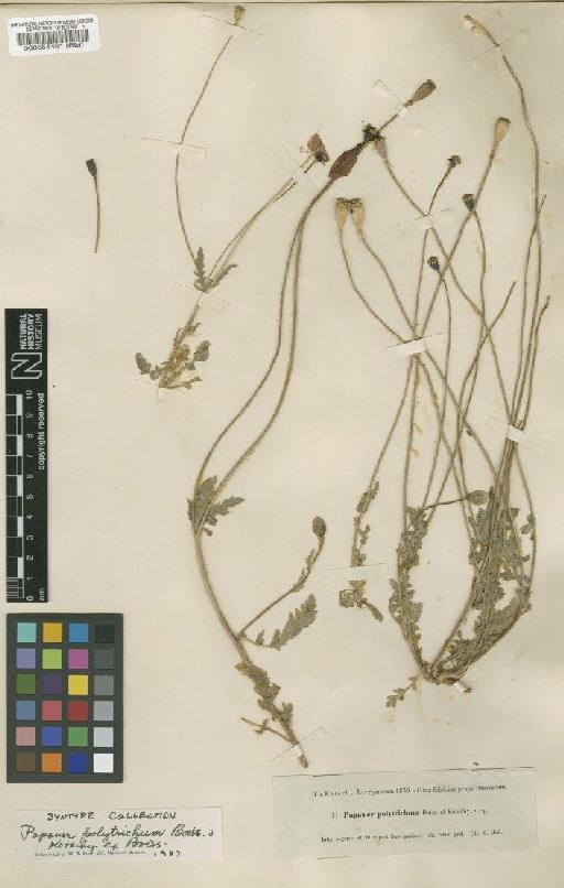 Papaver polytrichum Boiss. & Kotschy - BM000551461