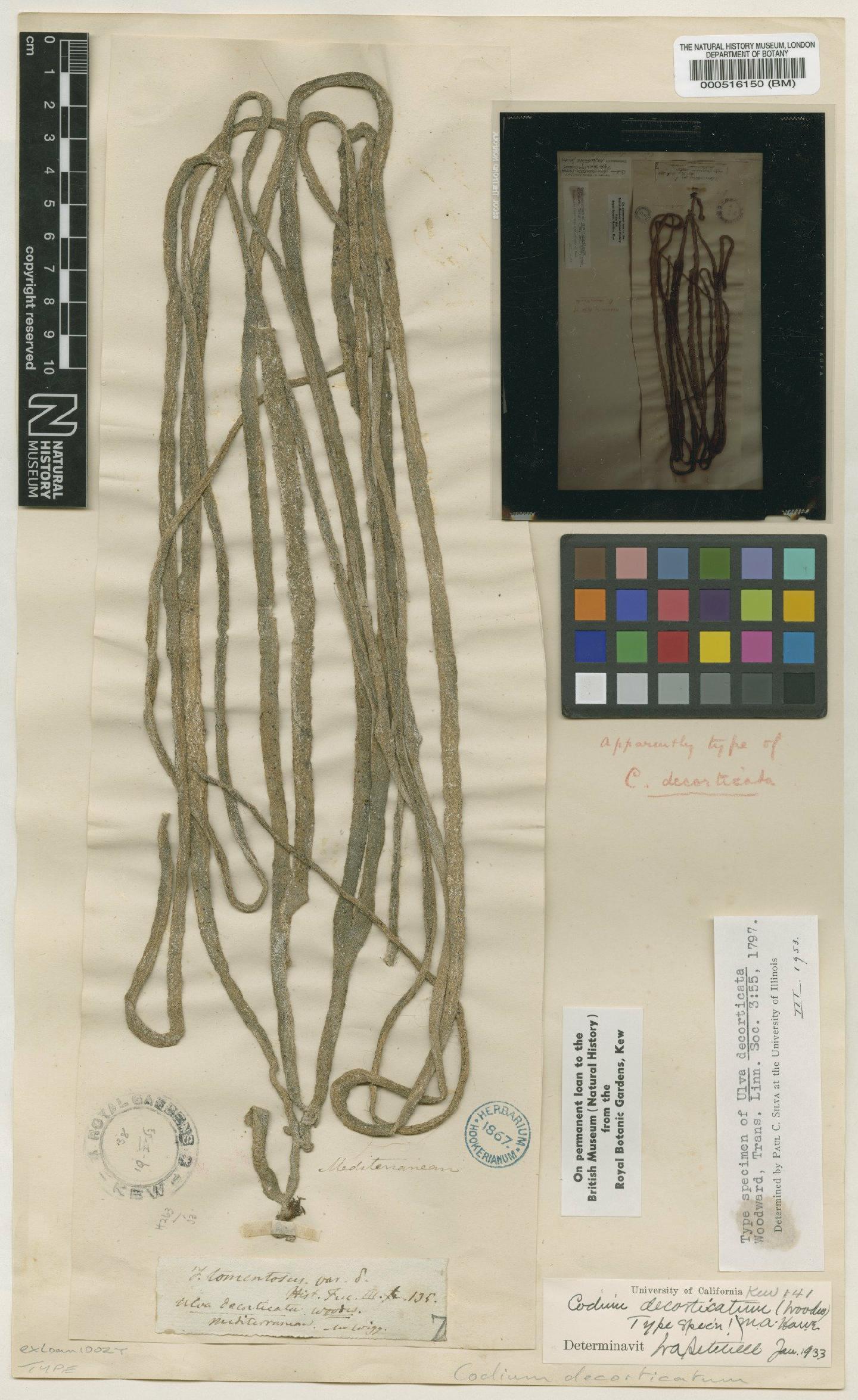 To NHMUK collection (Codium decorticatum (Woodward) Howe; Type; NHMUK:ecatalogue:4830718)