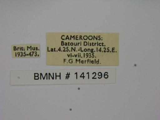 Graphium (Arisbe) latreillianus theorini (Aurivillius, 1881) - Graphium latreillianus theorini collected by Merfield label data