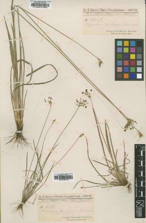 Sisyrinchium hasslerianum Baker - BM000938153