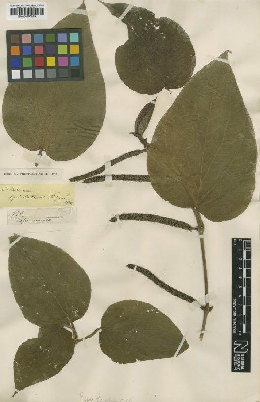 Piper pavonii (Miq.) C.DC. - BM000993804