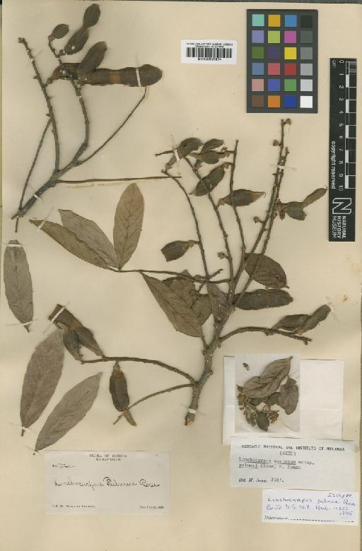 Lonchocarpus sericeus subsp. palmeri (Rose) M.Sousa - BM000931874