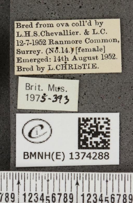 Lampides boeticus (Linnaeus, 1767) - BMNHE_1374288_label_167630