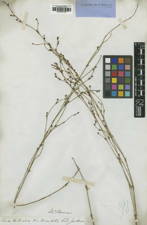 Chordifex dimorphus (R.Br.) B.G.Briggs - BM000991303