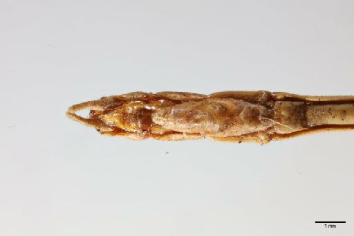 Clonistria tenuis (Westwood, 1859) - 014666277_ventral_terminaltergites