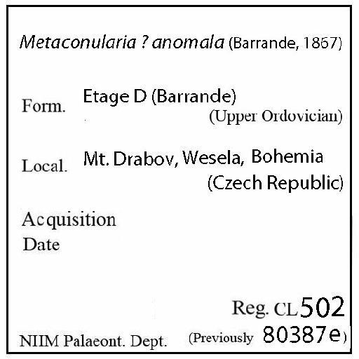 Metaconularia anomala (Barrande, 1867) - CL 502. Metaconularia ? anomala (label)